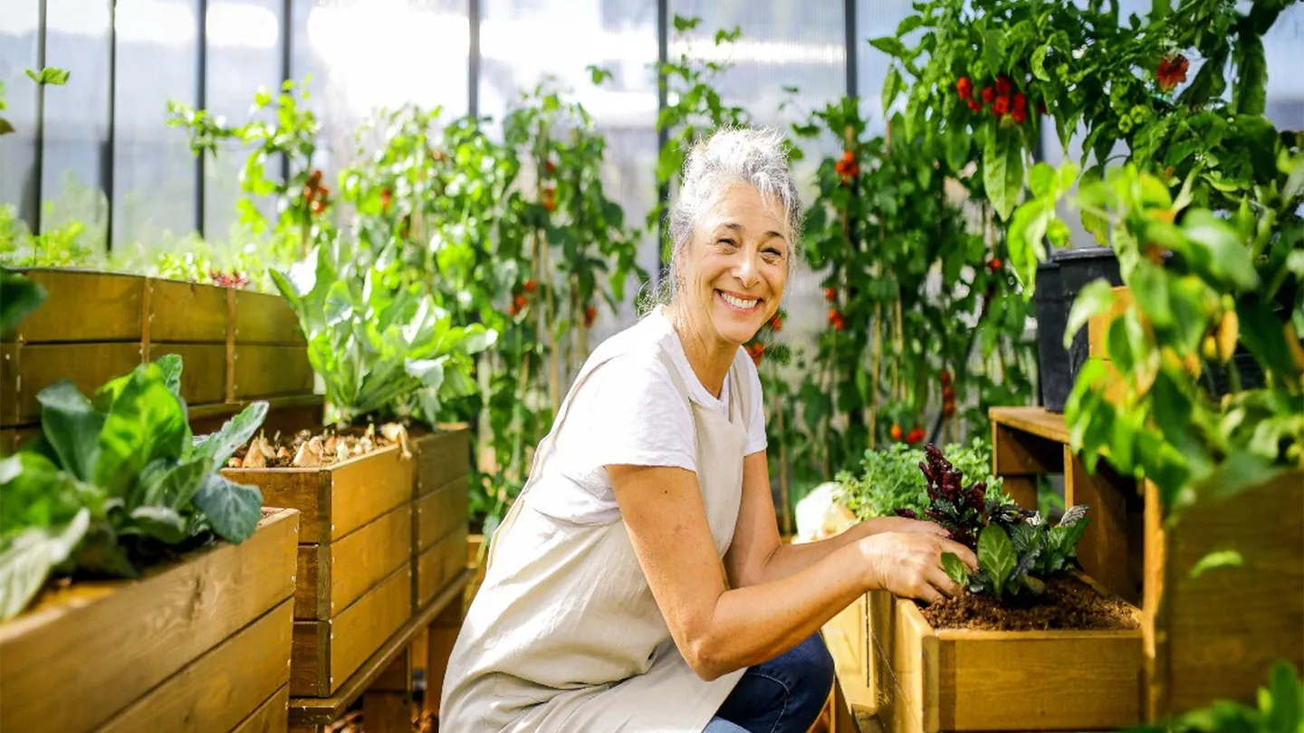 Eldre kvinne som fjerner ugress fra planter inne i et drivhus